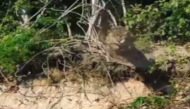 Tiger killed crocodile