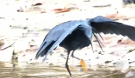 Stunning Video: Shadow trap of black heron, canopy feeding at its best