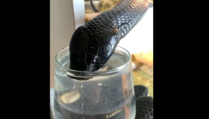 Thirsty cobra drinks water from glass; video goes viral