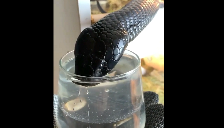 Viral Video: Thirsty Cobra Drinks Water From A Glass, Internet Stunned