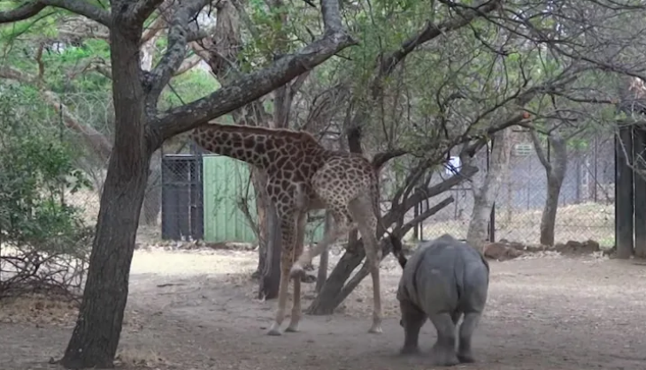 giraffe kick rhino
