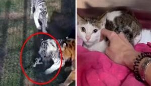 Tigers attack kitten in hair-raising clip shared by Dubai princess 