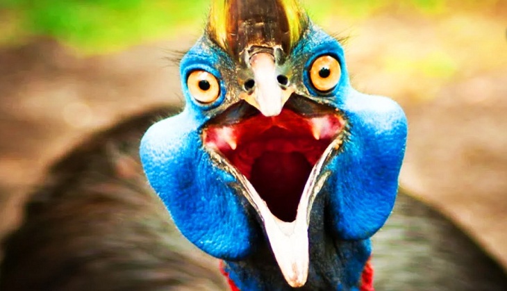 OMG! World’s most dangerous bird walks into Australian man’s  workshop; know what happens next