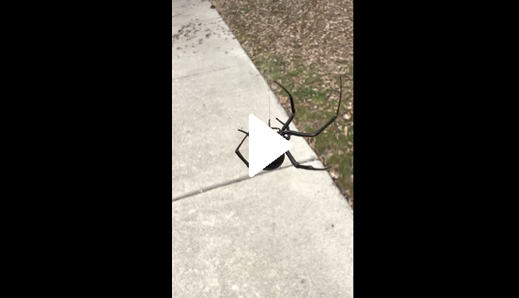 Viral video of majestic black widow spider will give you sleepless nights