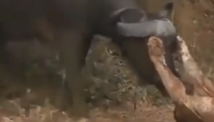 भैंस का शिकार करने की कोशिश कर रहा था शेर, वीडियो में देखें सींगों से मार-मारकर कैसे किया शिकारी को लहूलुहान