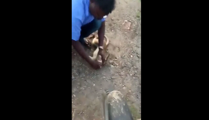 Man saves injured and unconscious monkey’s life; netizens hail him
