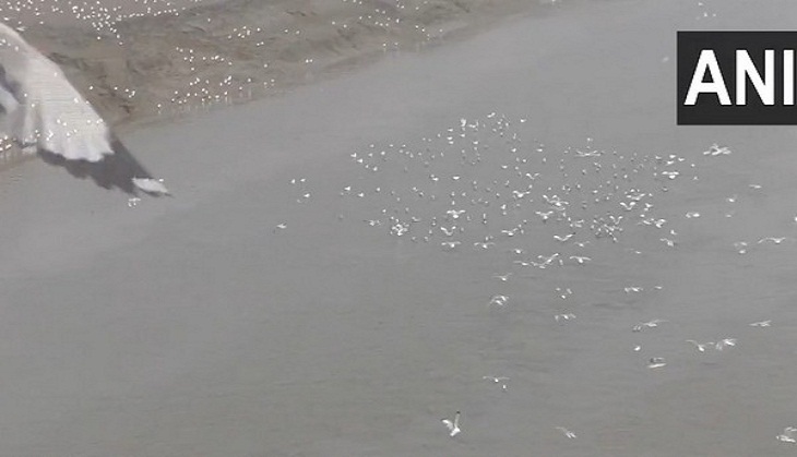 With advent of winter, Gujarat's Surat witnesses arrival of brown-headed Gulls