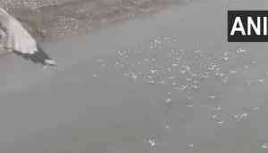 With advent of winter, Gujarat's Surat witnesses arrival of brown-headed Gulls