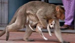 Monkeys on 'revenge killing' spree claim lives of 250 dogs; Twitter responds with 'Gangwar' memes 