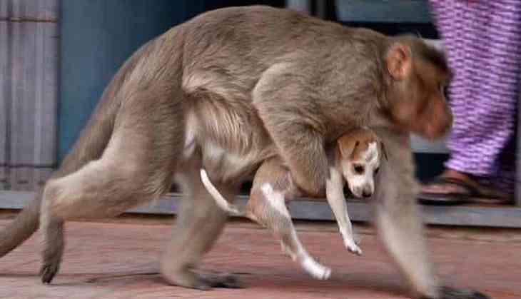 Monkeys on 'revenge killing' spree claim lives of 250 dogs; Twitter responds with 'Gangwar' memes | Catch News