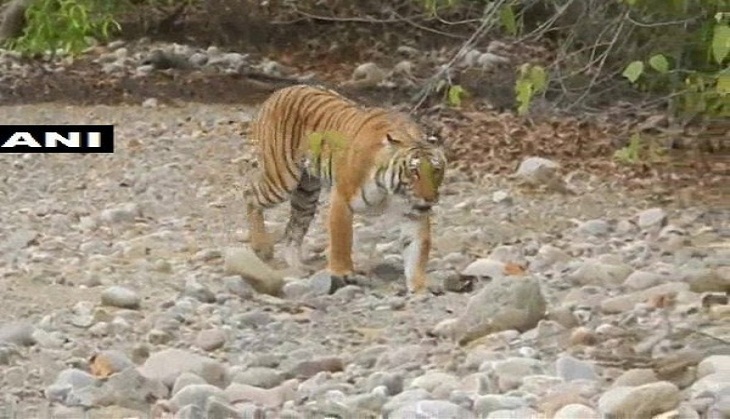 Media reports should focus on reasons behind Tiger death in country: Centre