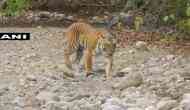 Media reports should focus on reasons behind Tiger death in country: Centre