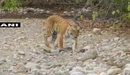 Media reports should focus on reasons behind Tiger death in country: Centre