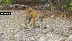 Media reports should focus on reasons behind Tiger death in country: Centre