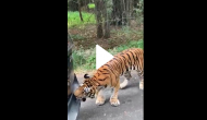 Tiger drags car full of tourists with teeth; watch spine-chilling video