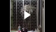 Mother elephant and calf barge into police station from window; watch what happens next