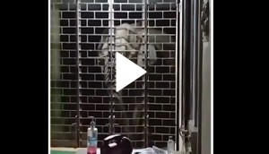 Mother elephant and calf barge into police station from window; watch what happens next