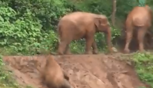 VIDEO: कच्चे रास्ते से जा रहा था हाथियों का परिवार, तभी बच्चे का फिसल गया पैर और फिर...