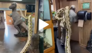 Man carries giant snake on his shoulder; video will haunt you!