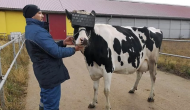 चश्मा लगाने वाली गाय किसानों को कर रही मालामाल, जानिए इसकी खासियत