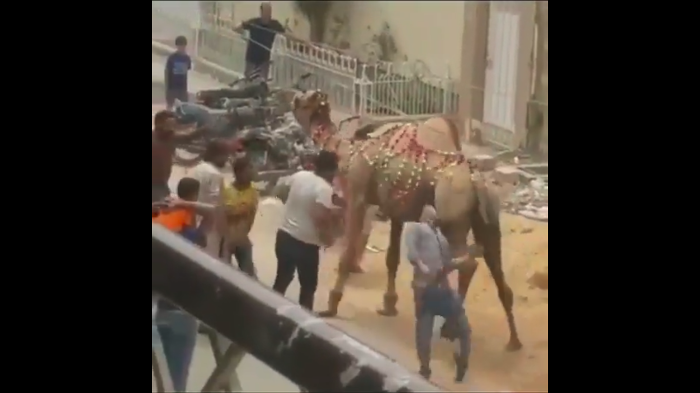 Don't mistreat animals: When a camel decides to teach a lesson to harasser
