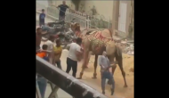 Don't mistreat animals: When a camel decides to teach a lesson to harasser