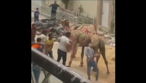 Don't mistreat animals: When a camel decides to teach a lesson to harasser