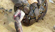 Video: कोबरा का शिकार कर रहा था अजगर, हुई खौफनाक लड़ाई, फिर सांप ने किया कुछ ऐसा...
