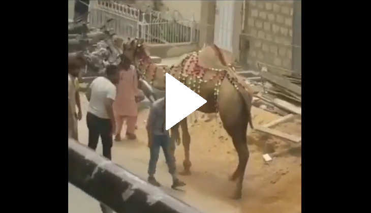 Man tries to hit camel; what it does next will make you laugh!
