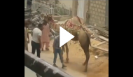 Man tries to hit camel; what it does next will make you laugh!