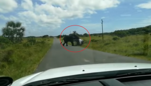 OMG! Angry elephant flips over an SUV with 4 people; video will give you goosebumps!