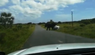 सड़क से गुजर रही कार को देखकर हाथी को आ गया गुस्सा, वीडियो में देखें गजराज ने कैसे किया गाड़ी को चकनाचूर