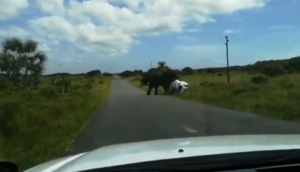 सड़क से गुजर रही कार को देखकर हाथी को आ गया गुस्सा, वीडियो में देखें गजराज ने कैसे किया गाड़ी को चकनाचूर