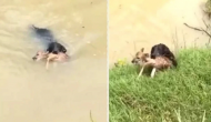 Video: नदी में डूबते हिरण के बच्चे को कुत्ते ने जान पर खेलकर बचाया, देखिए कैसे निकाला सुरक्षित बाहर