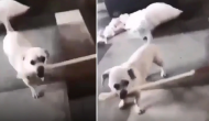 Video: कुत्ते ने डंडे से कर दी लड़की की जमकर पिटाई, वीडियो देख हैरत में पड़े लोग