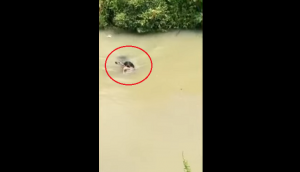 Dog swims across river to save baby deer from drowning; heart touching video goes viral