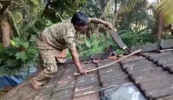 खपरैल से बनी छत में फंस गया था किंग कोबरा, वीडियो में देखें जब युवक ने देखा तो किया क्या