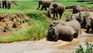 नदी के तेज बहाव में फंस गया हाथी का बच्चा तो बचाने दौड़ पड़ा परिवार, वीडियो में देखें फिर कैसे बचाई लाड़ले की जान