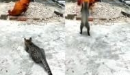 मुर्गे का शिकार करने की कोशिश कर रही थी बिल्ली, वीडियो में देखें एक ही चोंच में कैसे किया हाल