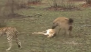 हिरण का शिकार कर रहा था चीता तो छीनने को दौड़ पड़ा लकड़बग्घा, वीडियो में देखें फिर दोनों को कैसे लगाया चूना