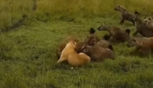 शेरनी का शिकार करने की कोशिश कर रहे थे लकड़बग्घे तभी मां को बचाने आ गए बच्चे, वीडियो में देखें फिर आगे हुआ क्या