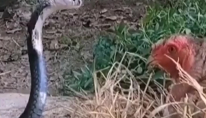 अपने अंडों को बचाने के लिए खतरनाक कोबरा से भिड़ गई मुर्गी, फिर हुआ ऐसा, देखें वीडियो में