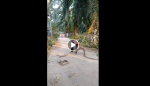 Man catches 14 feet long king cobra with bare hands; spine-chilling video goes viral