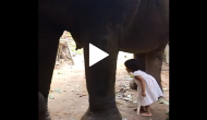 Three-year-old girl tries to drink milk from mother elephant; awdorable video goes viral