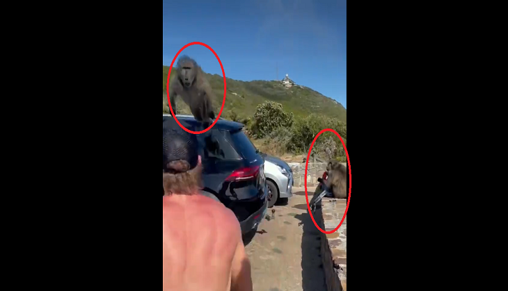 Monkey attacks YouTuber’s bag; what happens next will shock you!
