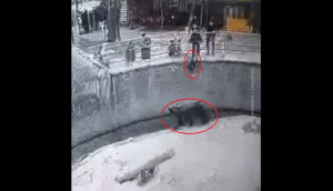 Mother throws her little daughter into bear enclosure; horrifying video goes viral