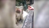 Monkey gives priceless reaction after watching a zoo visitor's magic trick