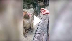 Monkey gives priceless reaction after watching a zoo visitor's magic trick