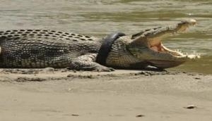 Shocker: Crocodile had a tyre stuck around its neck for six years; know what happens next