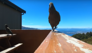 Parrot steals family’s GoPro camera; what it captures will leave you astonished